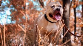 Un chien en danger de mort après avoir ingurgité un sac de drogue