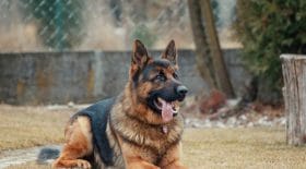 Chien-policier prêt à passer à l'attaque