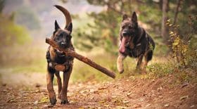 Que faire des ses chiens avant d'aller en prison ?