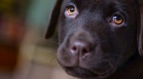 Un chien du refuge a été retrouvé mangé