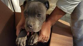 chiot abandon