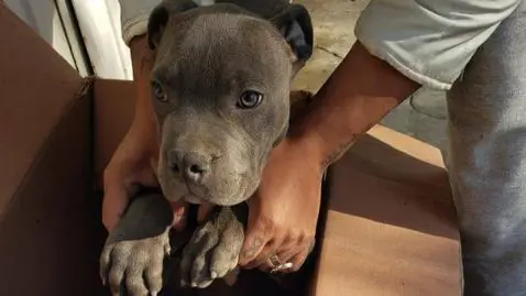 chiot abandon