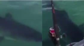 collage requin