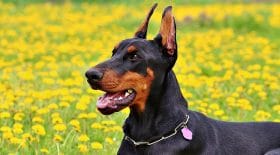 doberman attaque