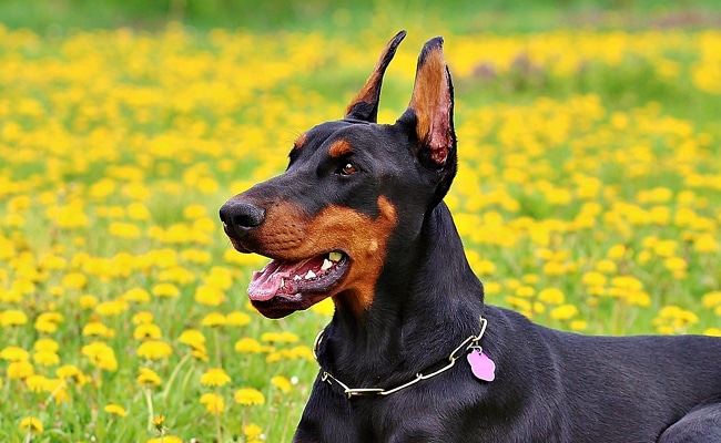 doberman attaque