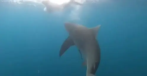 enorme-requin-devore-espadon-sous-yeux-horrifies-pecheur