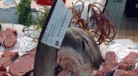 intermarche-propose-une-espece-de-requin-menacee-a-la-vente