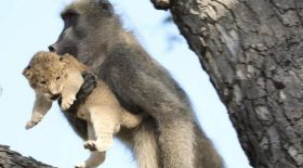 Deux animaux reproduisent la scène culte du Roi Lion
