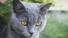 Un chat inscrit aux Municipales 2020 à Rennes