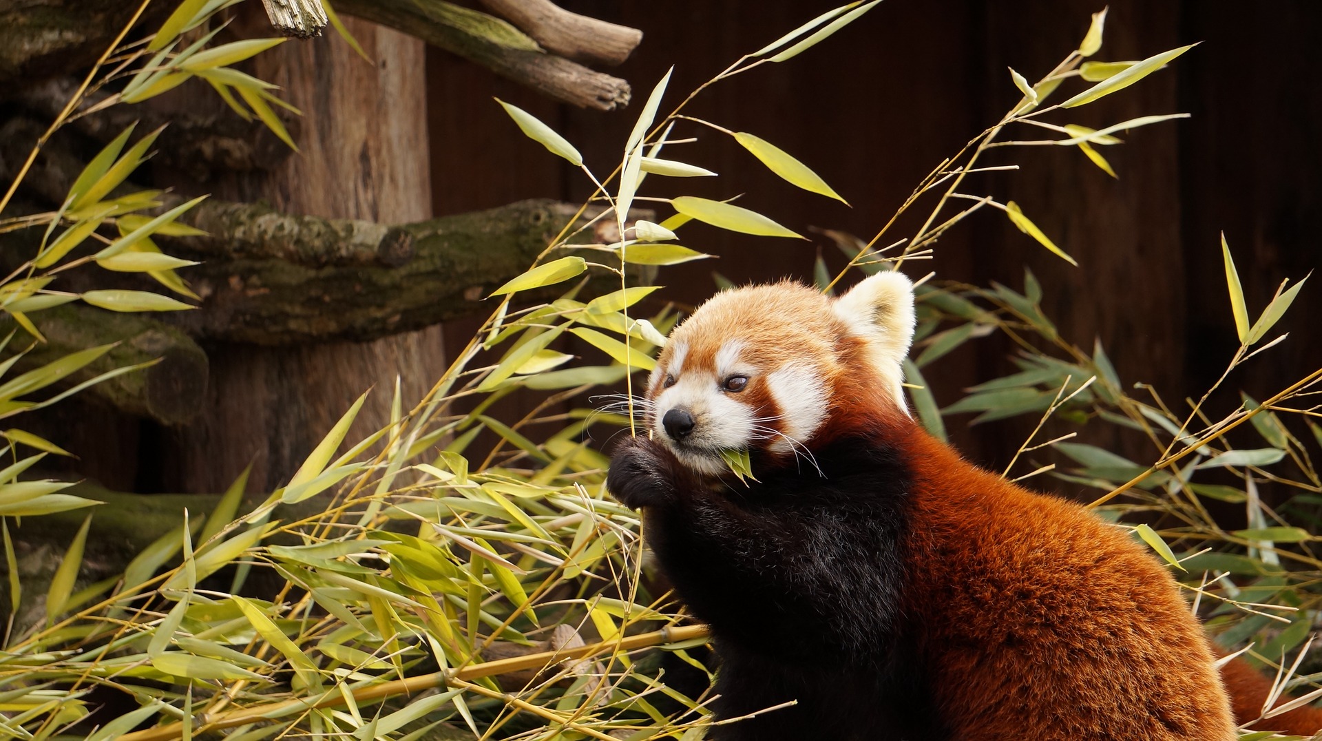 Panda Rouw Lille : Pong, le panda roux, mascotte du zoo, est décédé