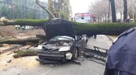paris-un-arbre-secrase-sur-une-voiture-et-tue-le-conducteur