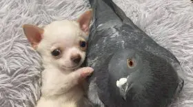 pigeon chiot
