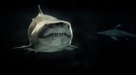 Une expérience incroyable avec les requins