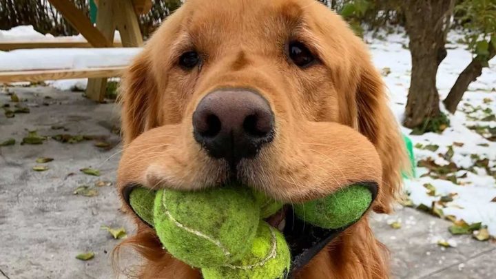 Ce chien a battu un record du monde en casant 6 balles de tennis