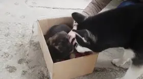 Une rencontre magique entre deux chiens