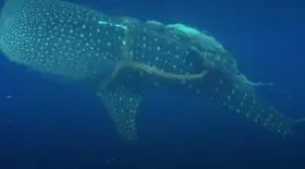 requin-baleine-prisonnier-corde-se-fait-secourir-deux-plongeurs