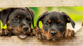 chiens