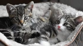 9-chatons-abandonnes-et-porteurs-dun-terrible-secret