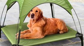abri chien soleil