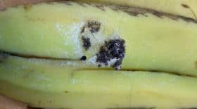 banane araignées