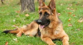 berger allemand