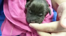 chiot
