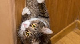 ce-chat-gratte-le-papier-peint-et-fait-une-incroyable-decouverte