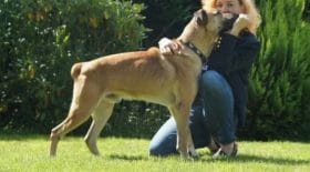ce-chien-errant-lattend-systematiquement-devant-la-porte-de-son-hotel