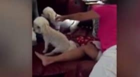 ce-chien-sapproche-de-la-grand-mere-avec-une-bonne-nouvelle-et-elle-tombe-a-la-renverse