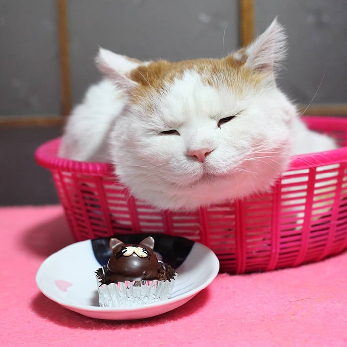 Découvrez 35 photos du chat le plus zen d'Instagram qui vient de nous