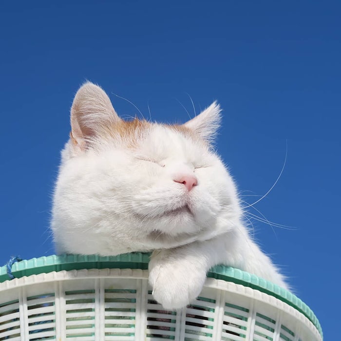 Découvrez 35 photos du chat le plus zen d'Instagram qui vient de nous