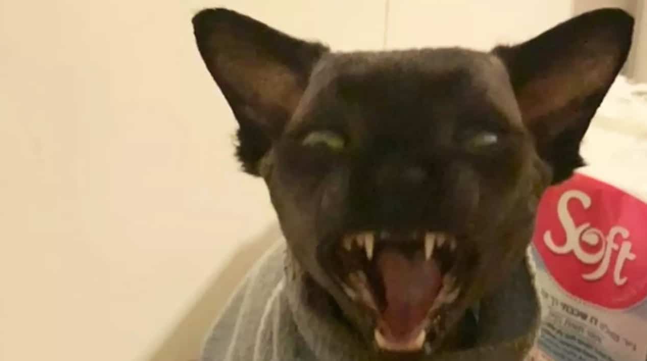Ce Chat Chauve Souris Est La Creature La Plus Etrange Que Vous Verrez Video Ce Chat Chauve Souris Est La Creature La Plus Etrange Que Vous Verrez Video
