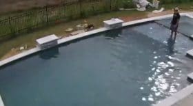 chien piscine