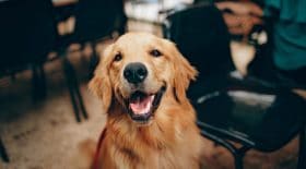 Un couple retrouve leurs chiens mal en point