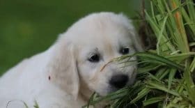 chiots-de-race-attention-a-cette-arnaque-sur-la-region-de-strasbourg