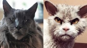 chats