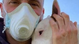 confinement-decouvrez-le-programme-sportif-trop-mignon-de-cet-homme-et-de-son-bull-terrier