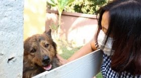 covid-19-comment-se-porte-le-chien-teste-positif-a-hong-kong