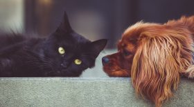 Où placer ses animaux de compagnie après son décès ?
