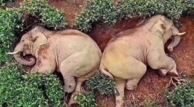 Des éléphants retrouvés ivres dans une plantation de thé