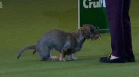 gagnante-concours-chiens-elle-fait-caca-sous-yeux-spectateurs-pour-celebrer-victoire