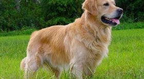 chien