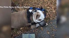 horrible-elle-decouvre-un-pitbull-abandonne-dans-son-jardin-avec-un-message-terrible
