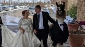 insolite-le-frere-de-la-mariee-arrive-avec-un-lama-en-smoking