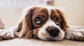 le-nez-des-chiens-cachent-un-secret-incroyable