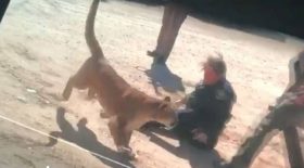 lion attaque policière
