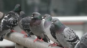 pigeons avion