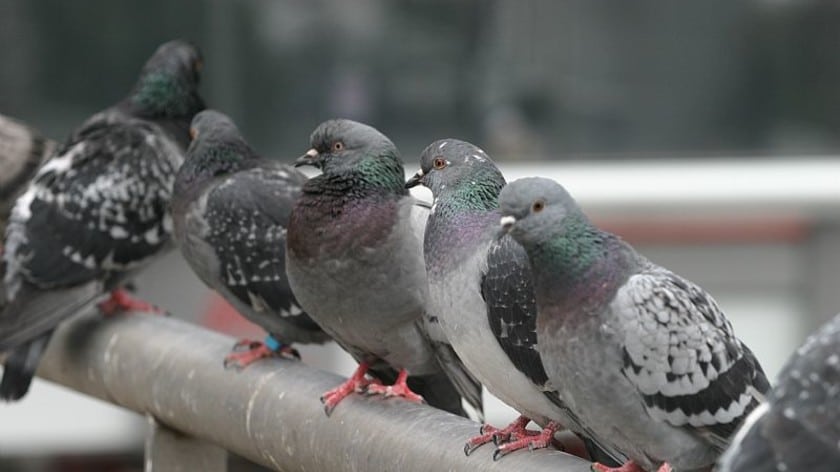 pigeons avion