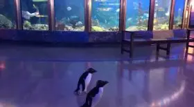 pingouins aquarium