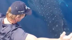 requin-baleine-frole-bateau-touristes-avec-ses-10-m-de-long